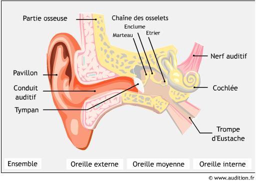 3oreille